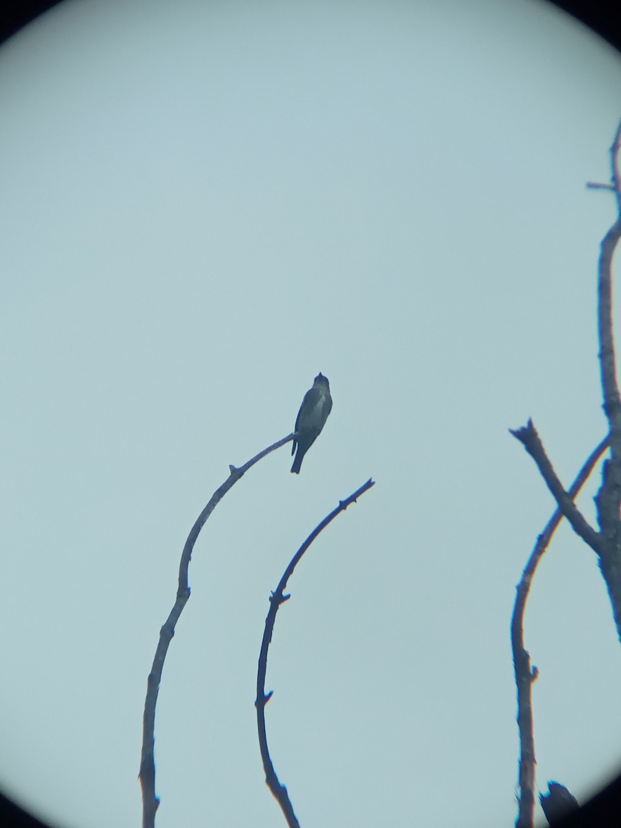 Olive-sided Flycatcher - ML336053491