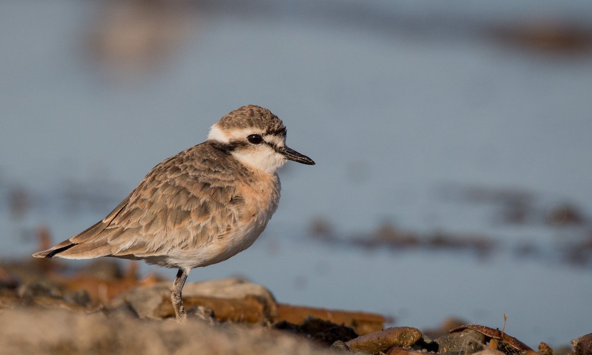 Kittlitz's Plover - Ian Davies