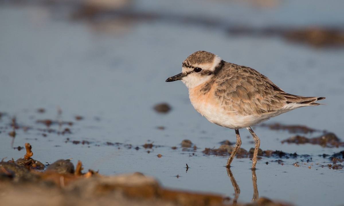 Kittlitz's Plover - ML33605391