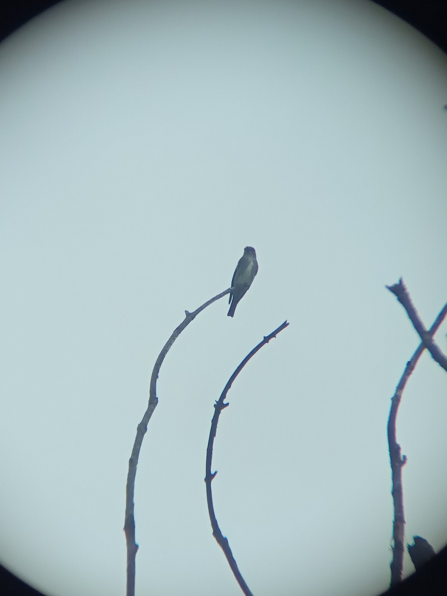 Olive-sided Flycatcher - ML336054111