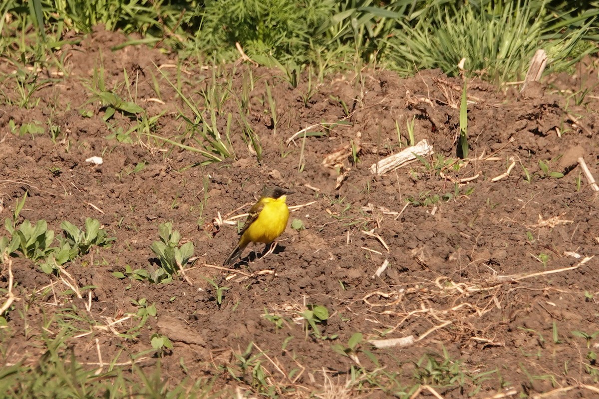 Western Yellow Wagtail - ML336054251