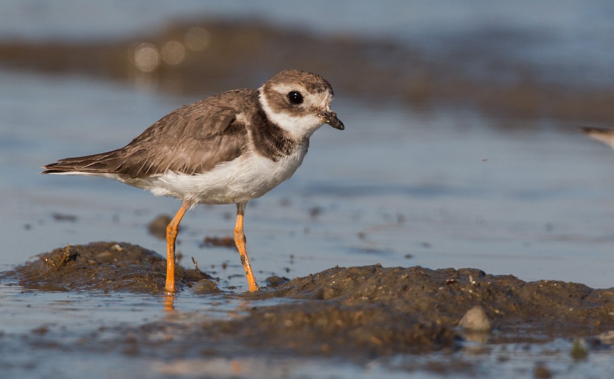 Common Ringed Plover - Ian Davies