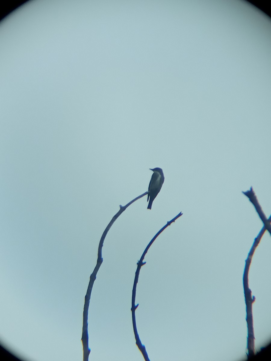 Olive-sided Flycatcher - ML336054431