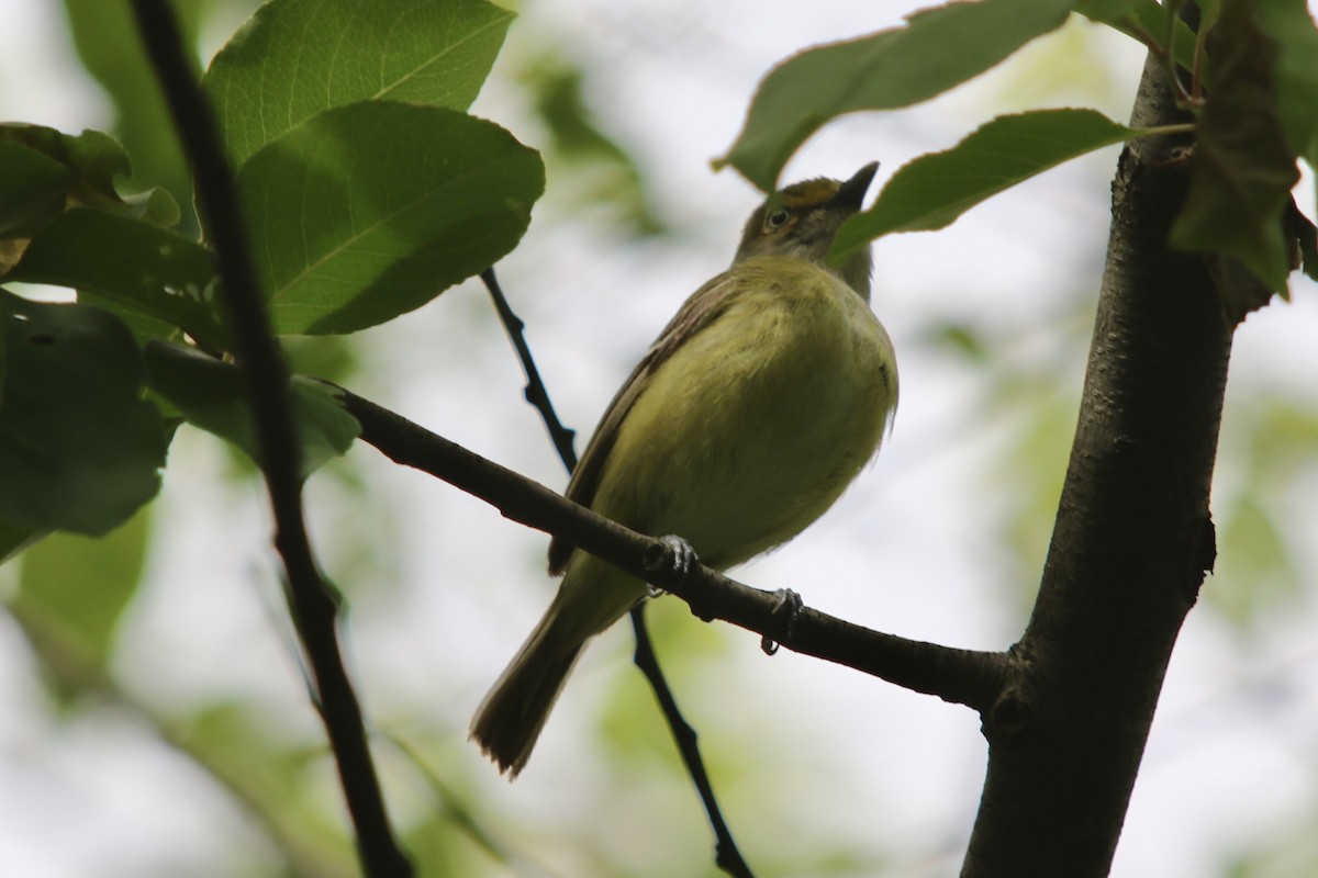 White-eyed Vireo - ML336054461