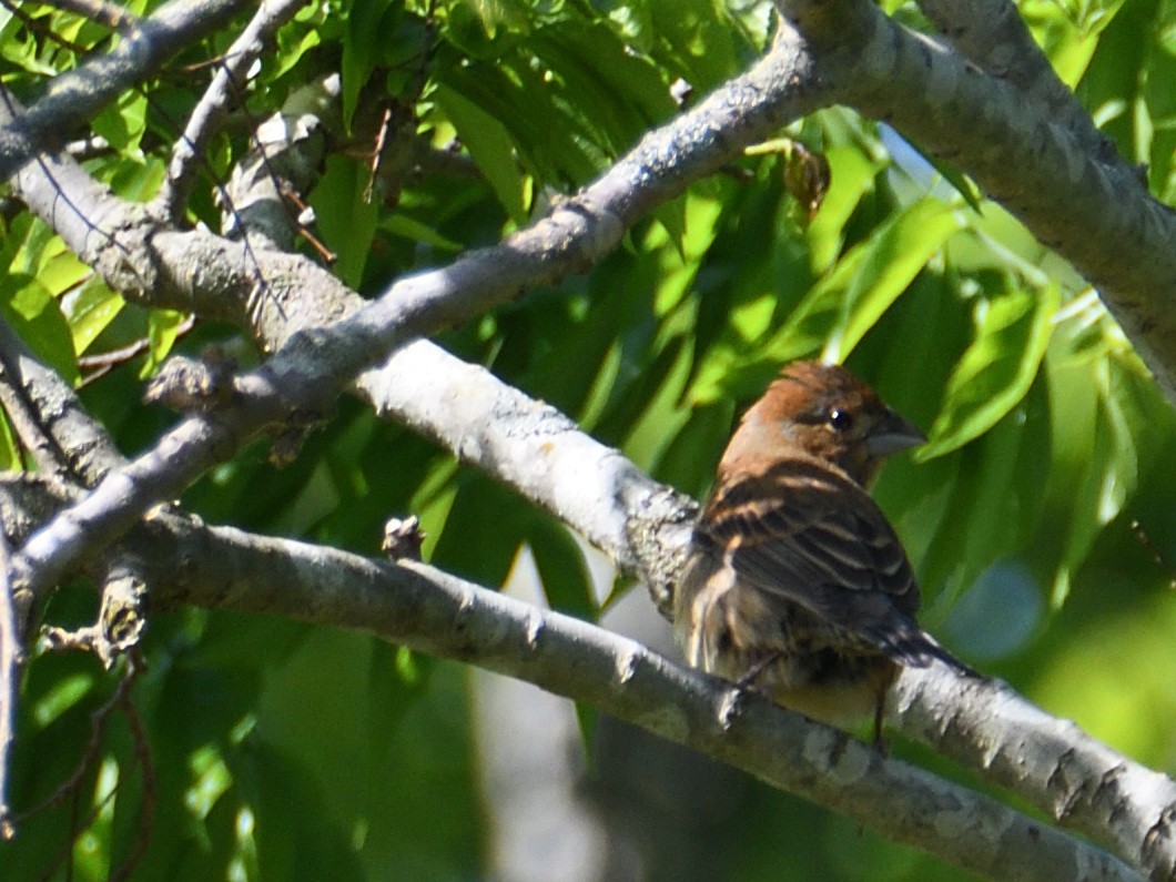 Blue Grosbeak - Carlton Noll