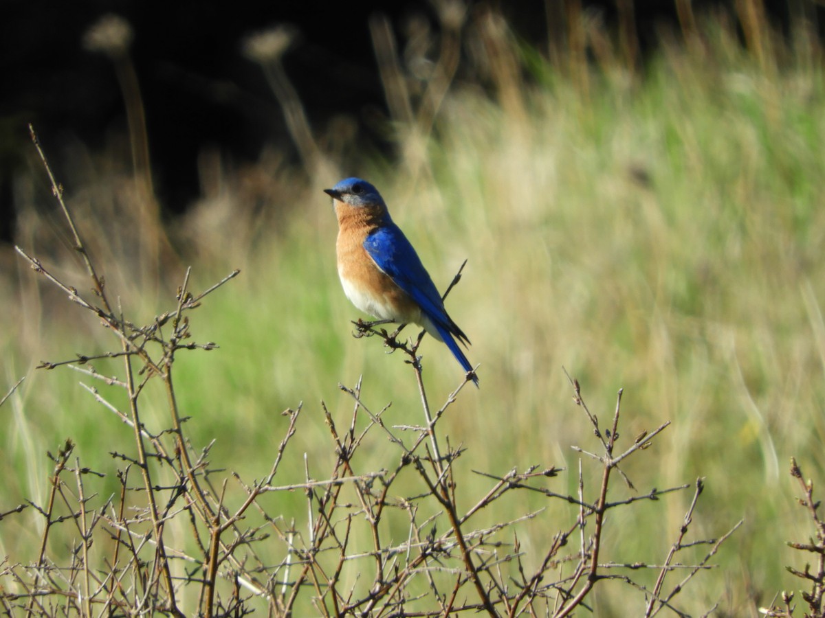 Eastern Bluebird - stephanie meeuwse