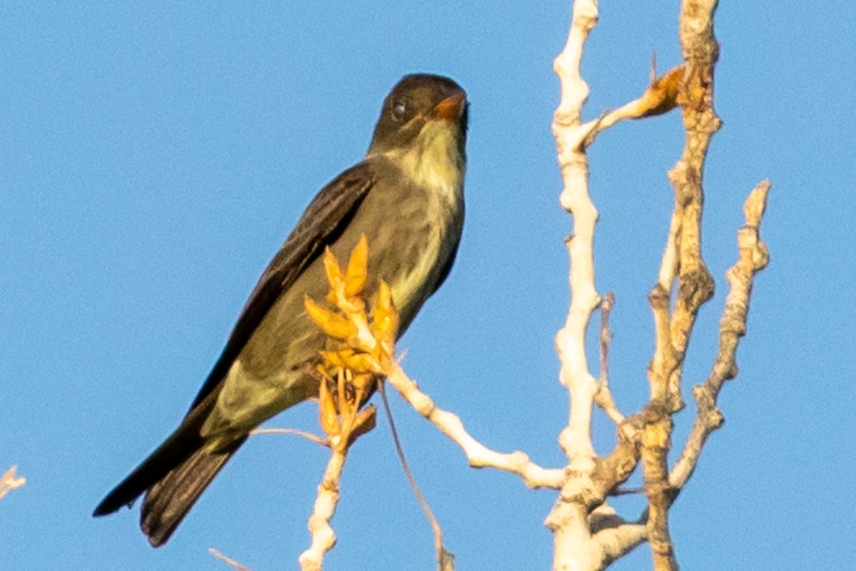 Olive-sided Flycatcher - Charles Robshaw