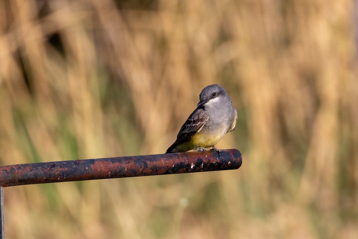 Cassin's Kingbird - ML336056131