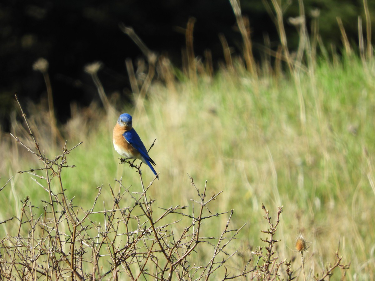 Eastern Bluebird - stephanie meeuwse