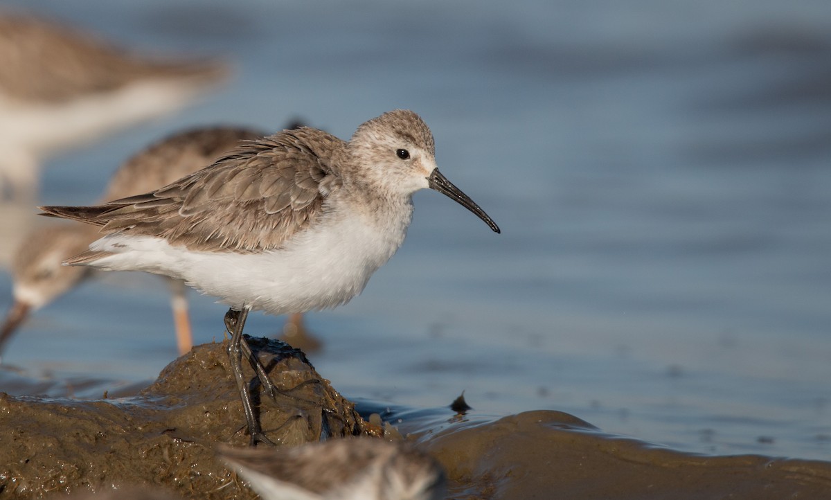 Curlew Sandpiper - Ian Davies