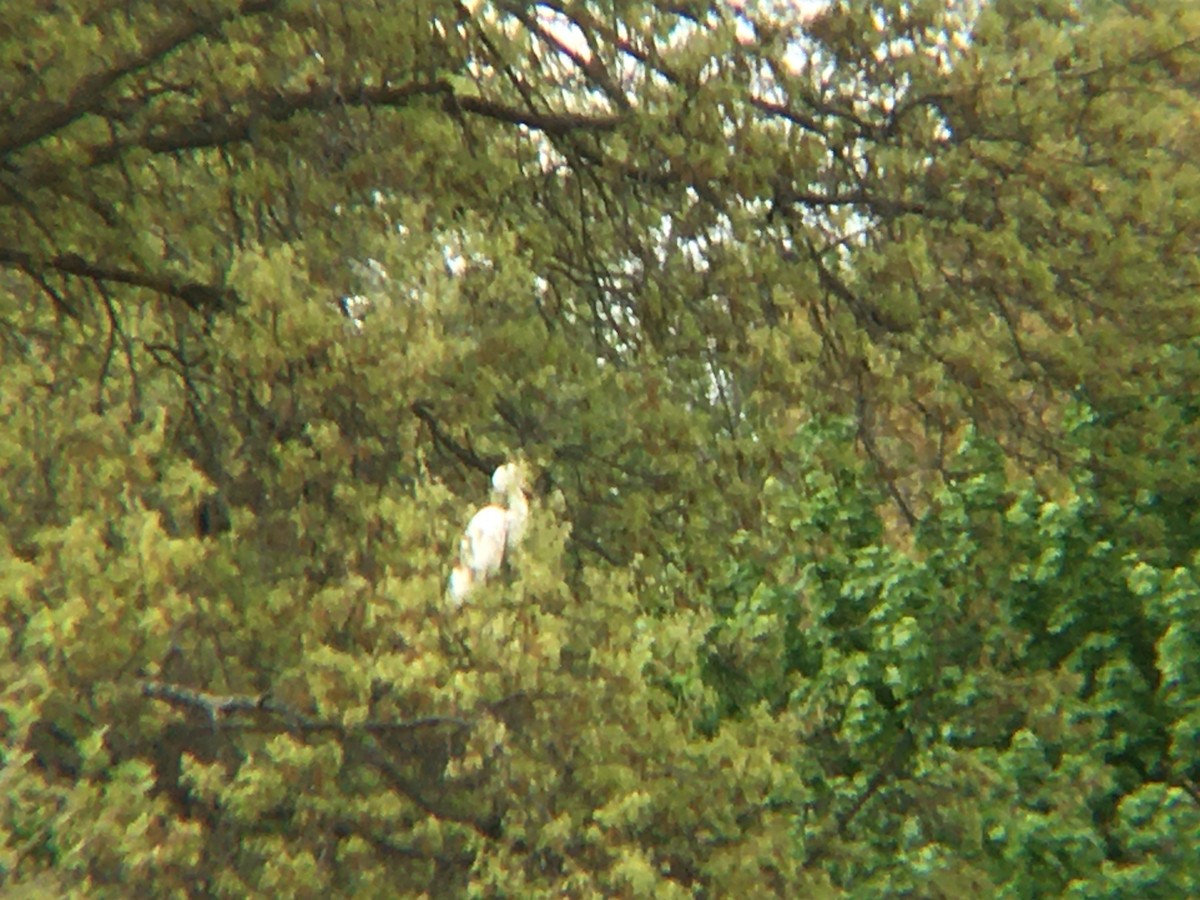 Great Egret - ML336056711