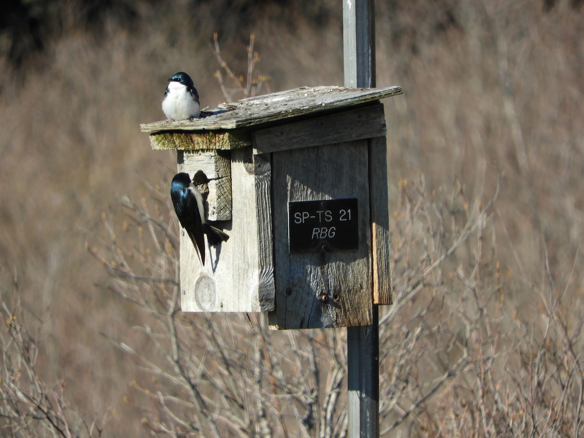 Tree Swallow - stephanie meeuwse