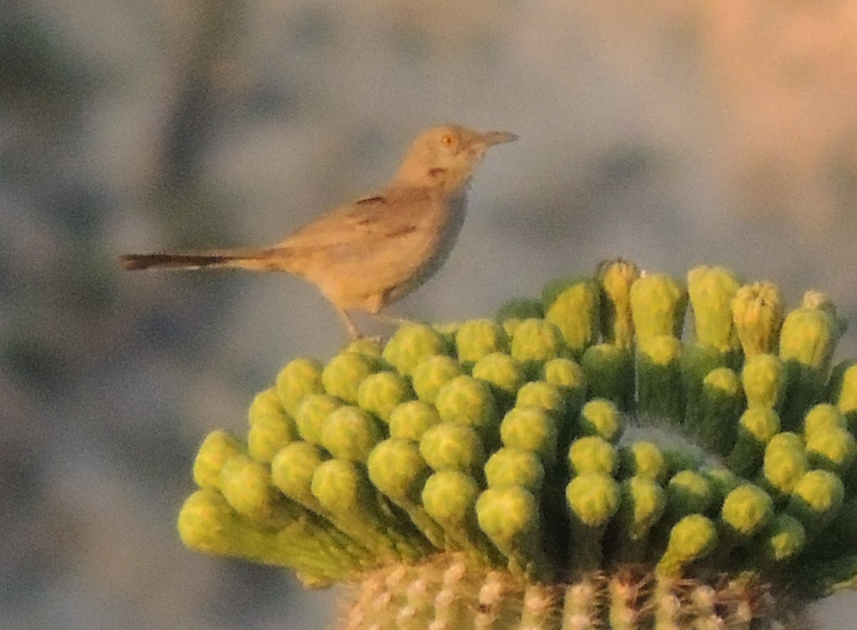 Bendire's Thrasher - Lin Piest