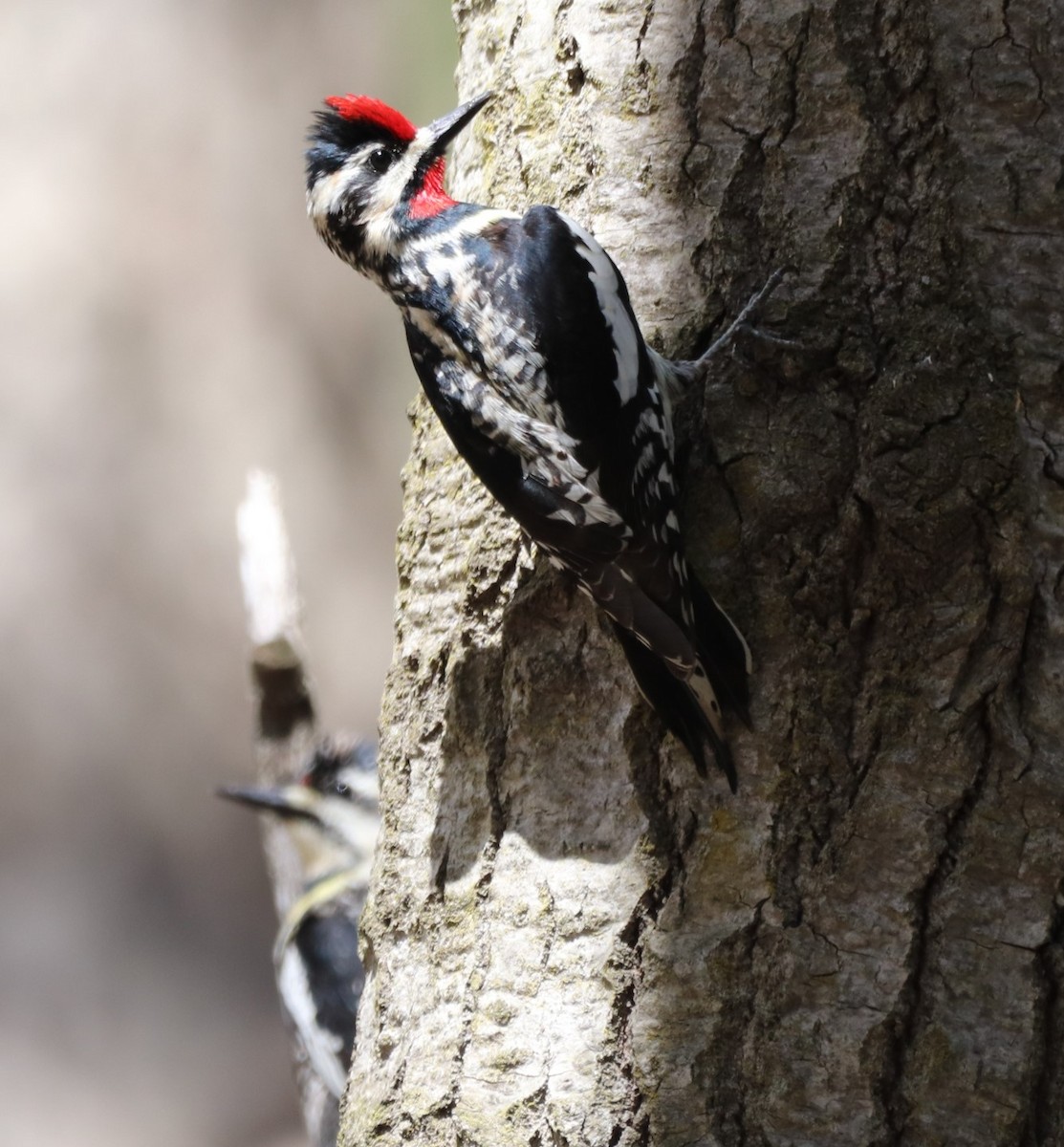 Yellow-bellied Sapsucker - ML336058441