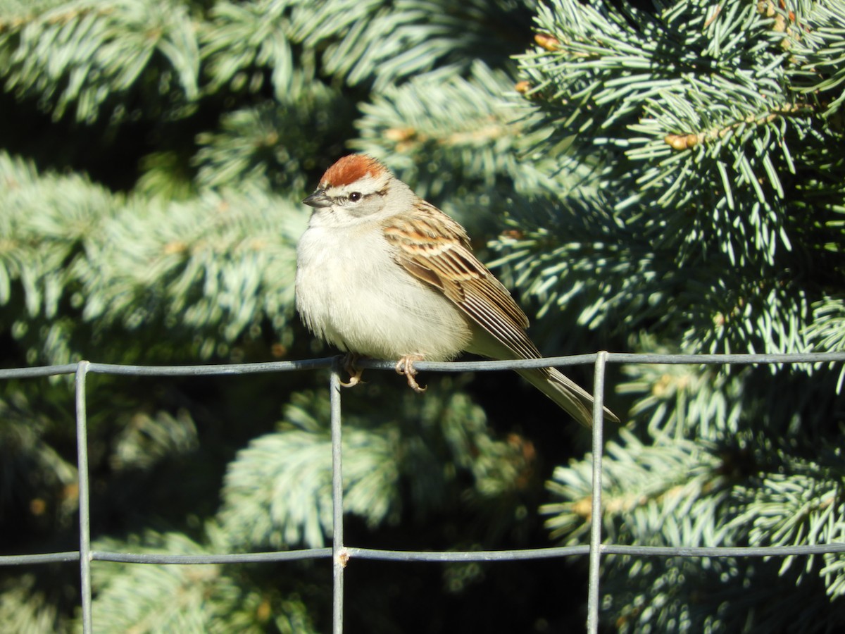 Chipping Sparrow - stephanie meeuwse
