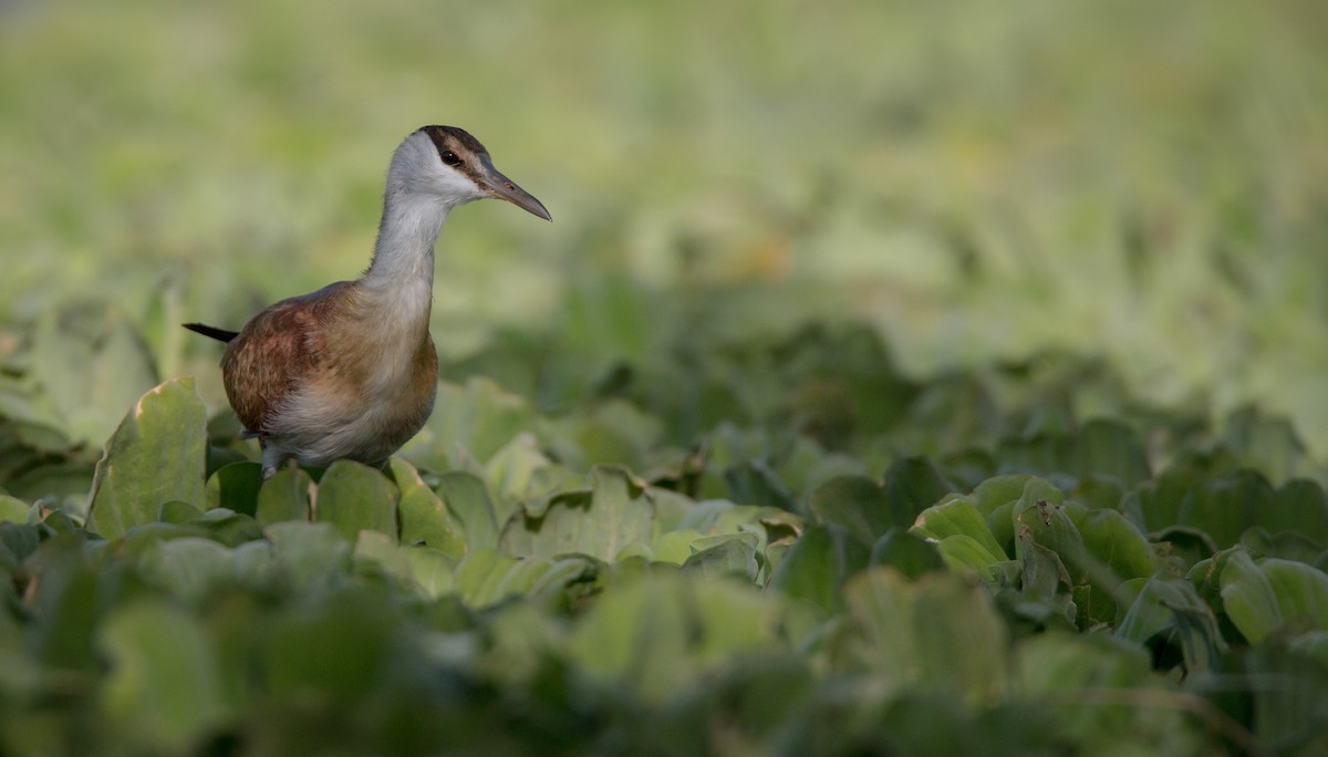 African Jacana - ML33605871