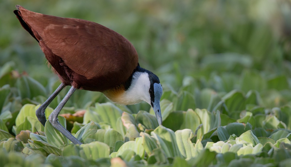 African Jacana - ML33605911