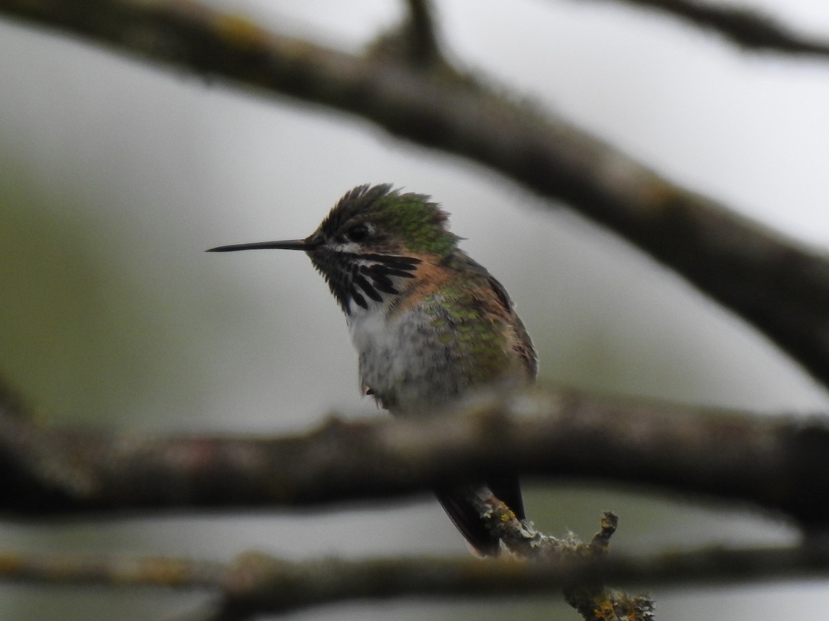 Calliope Hummingbird - ML336059241