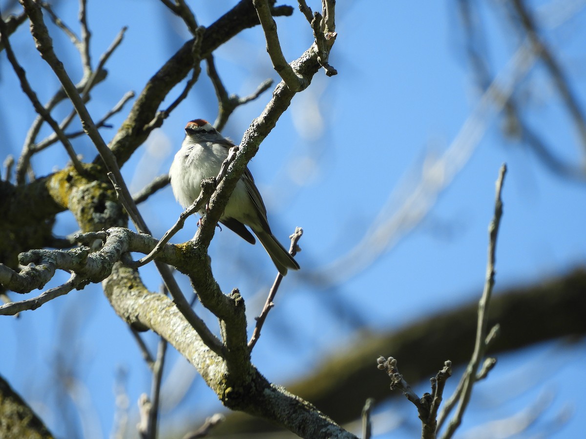 Chipping Sparrow - stephanie meeuwse