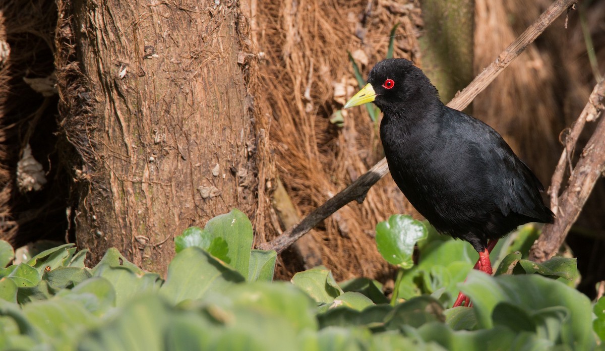 Black Crake - ML33605951