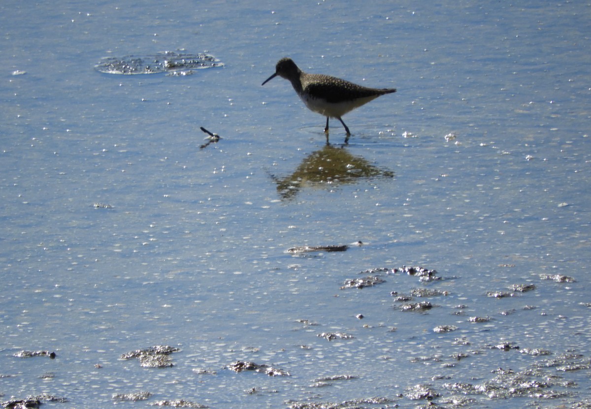 Lesser/Greater Yellowlegs - stephanie meeuwse