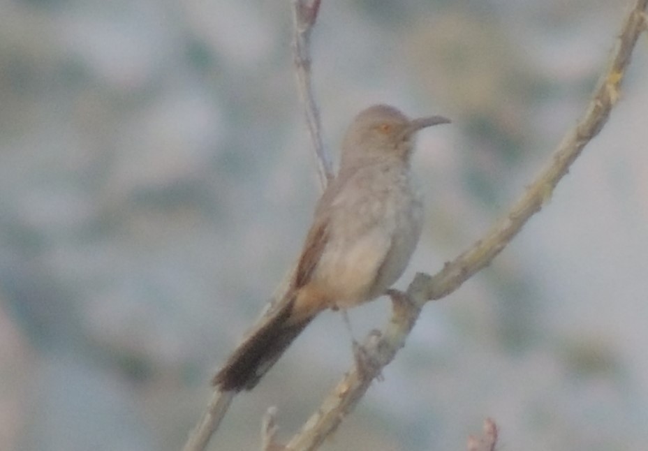 Curve-billed Thrasher - Lin Piest