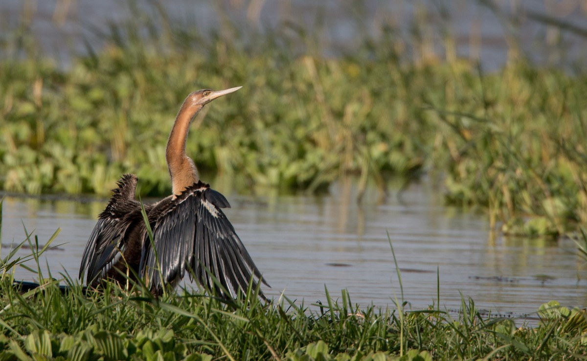 African Darter - ML33606031