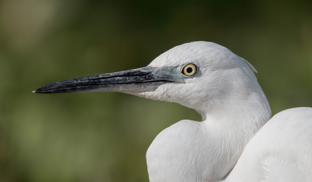 Little Egret - Ian Davies