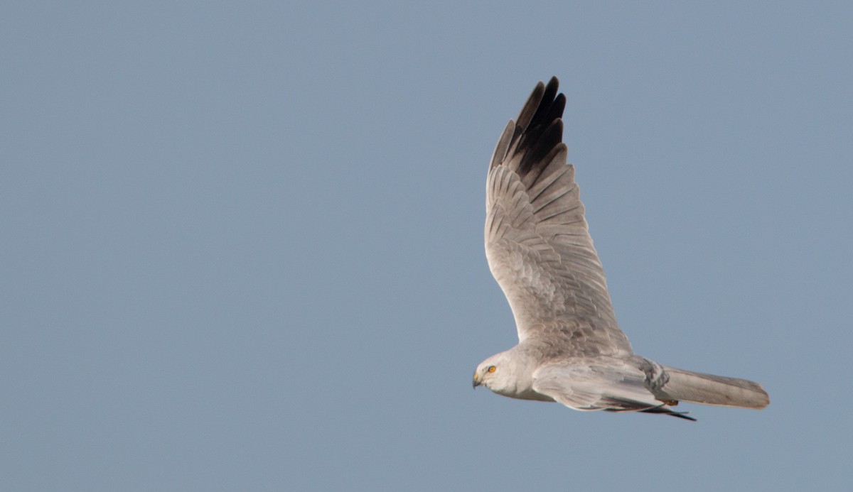 Pallid Harrier - Ian Davies