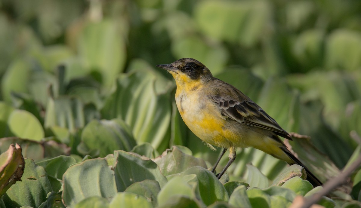 Western Yellow Wagtail (feldegg) - ML33606191