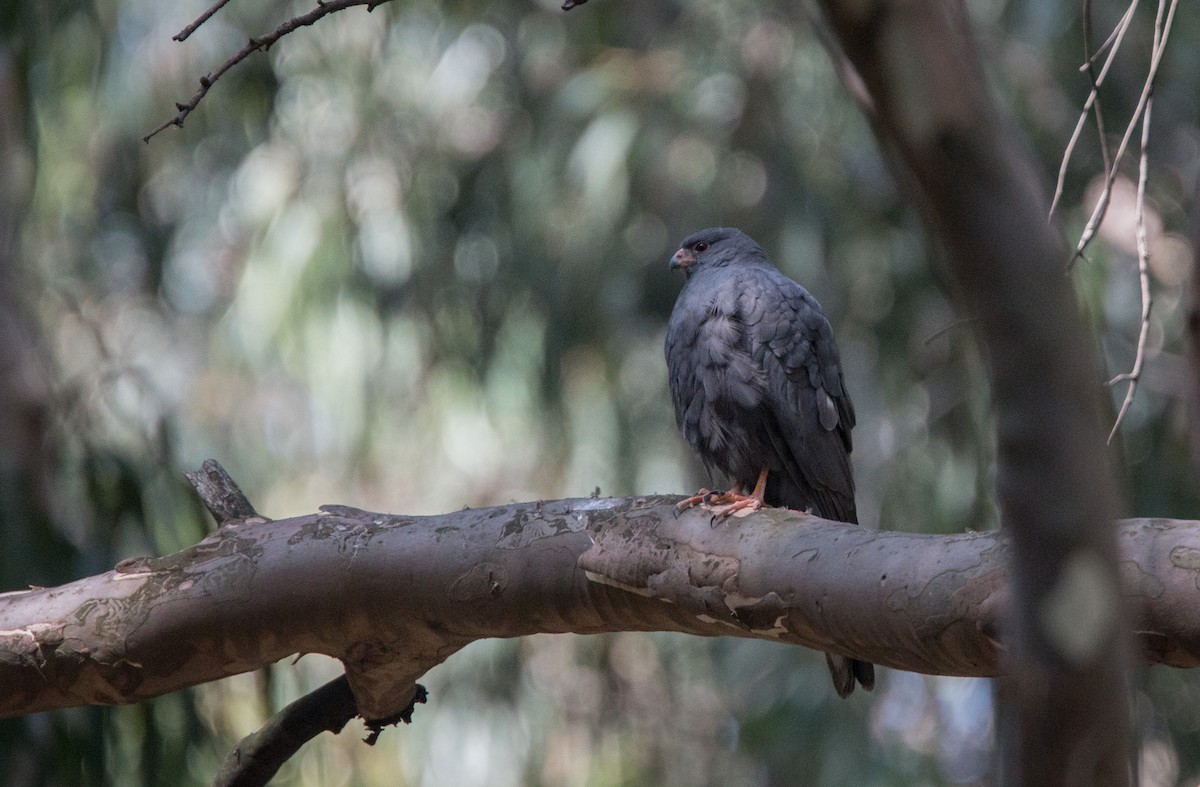 Ovambo Sparrowhawk - ML33606311