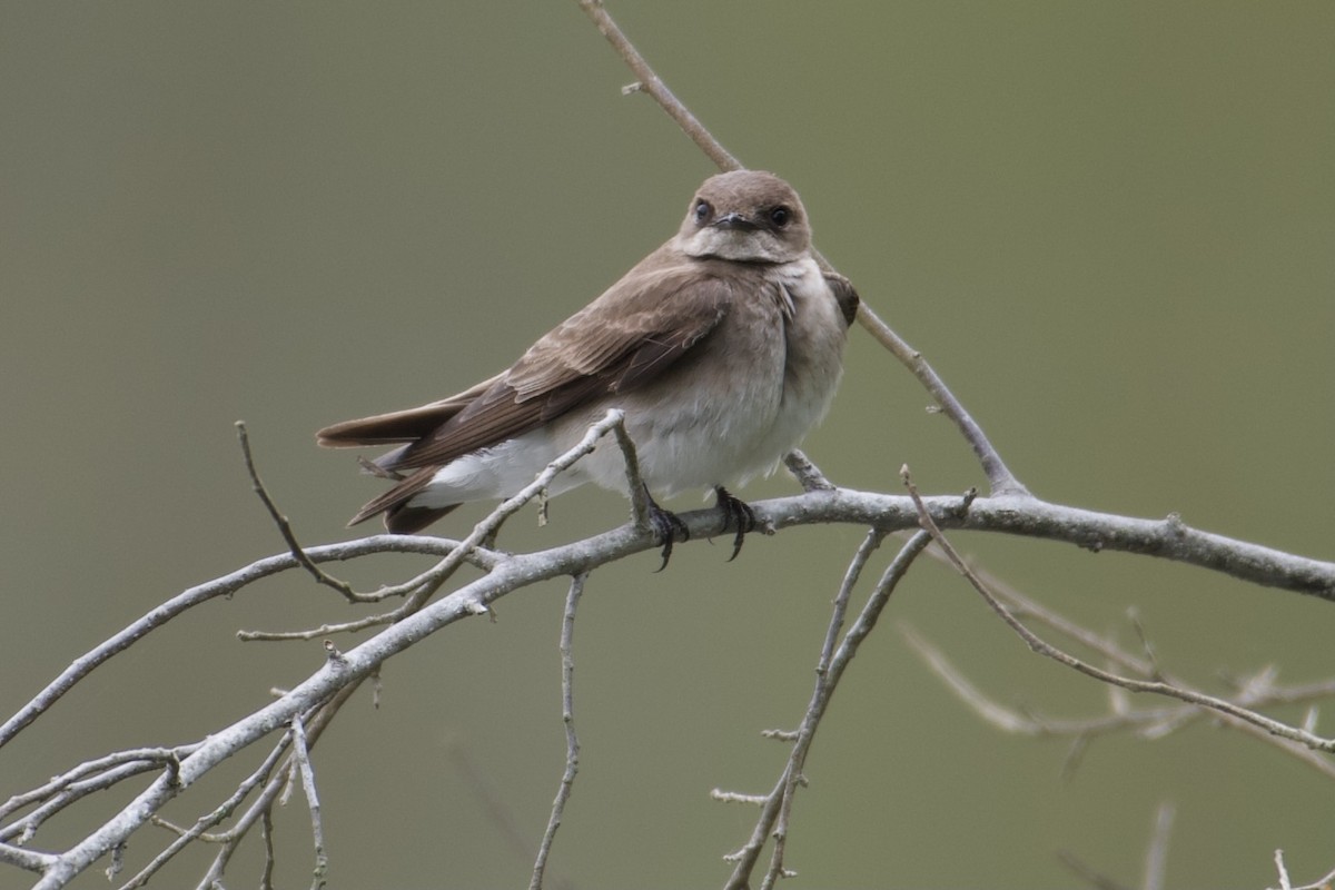 Northern Rough-winged Swallow - ML336063931