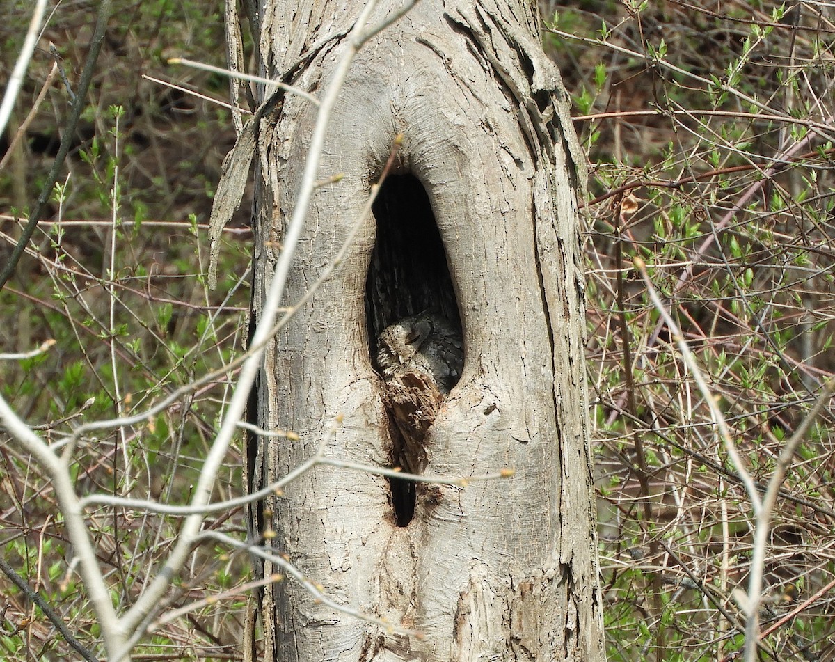 Eastern Screech-Owl - stephanie meeuwse