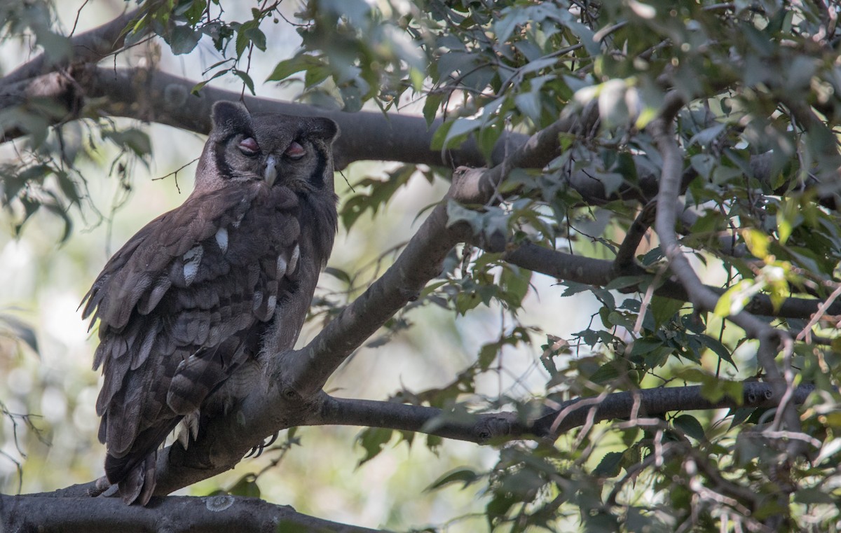 Verreaux's Eagle-Owl - Ian Davies