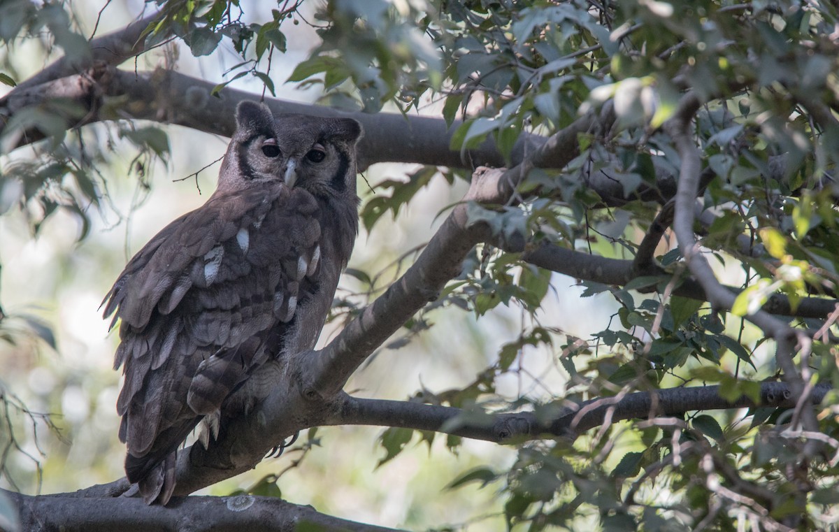 Verreaux's Eagle-Owl - ML33606411