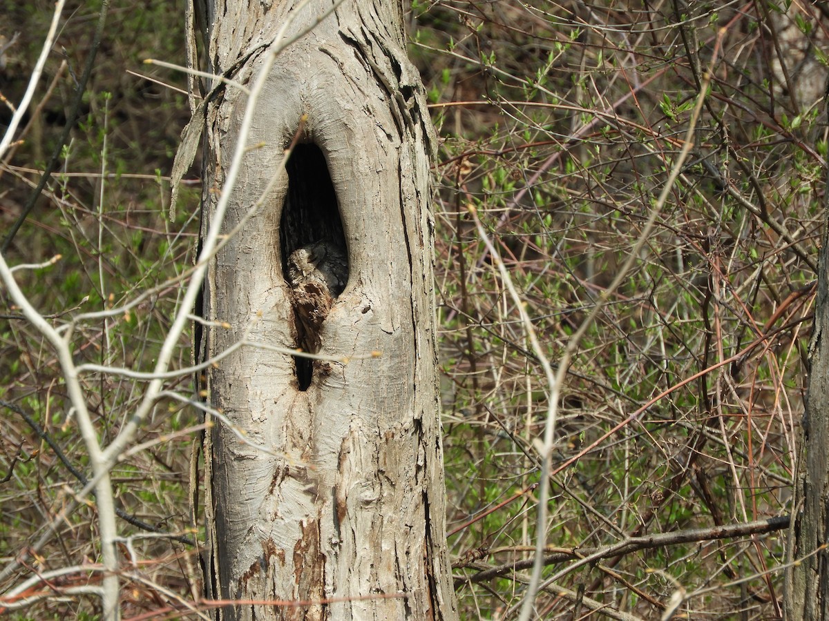Eastern Screech-Owl - stephanie meeuwse