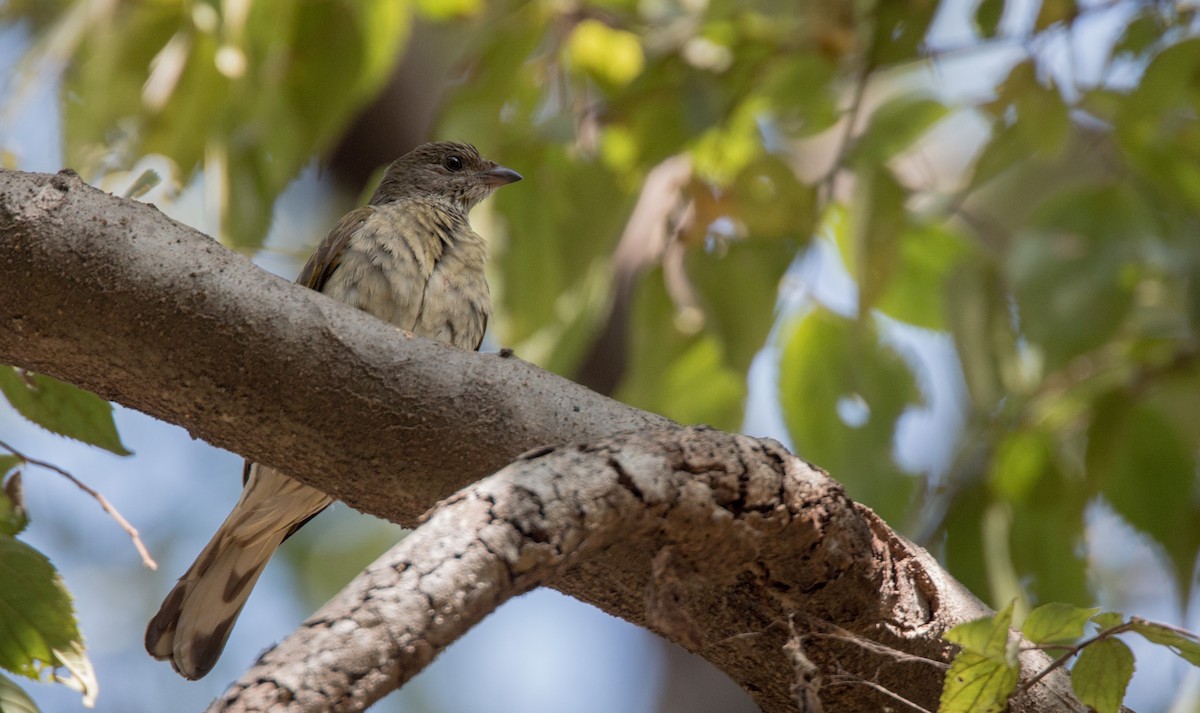Scaly-throated Honeyguide - Ian Davies