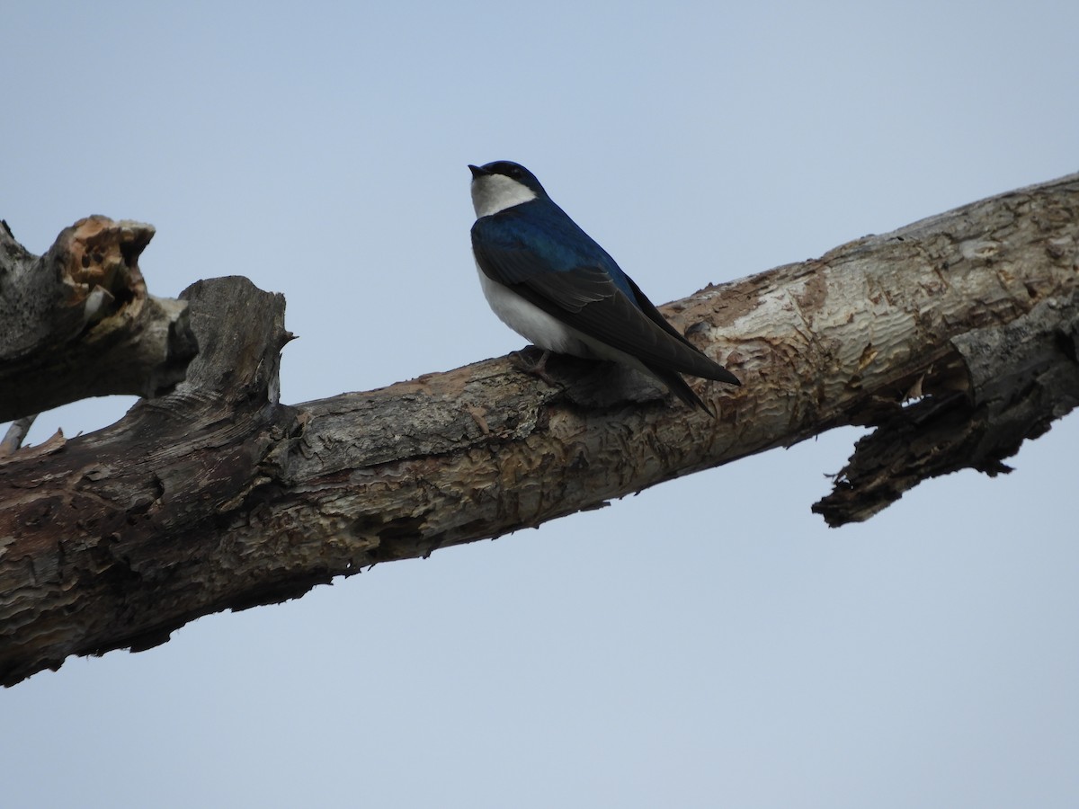 Tree Swallow - stephanie meeuwse