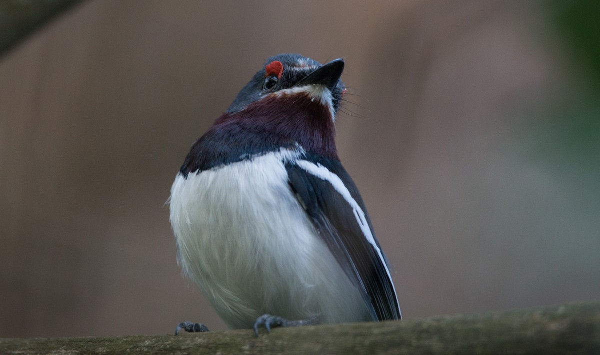 Brown-throated Wattle-eye - ML33606511