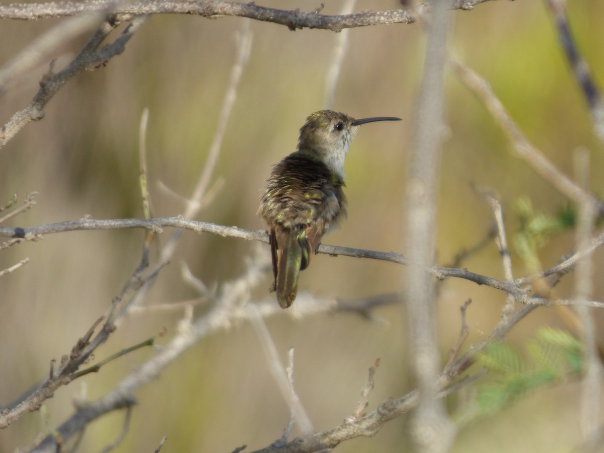 Inagua Woodstar - ML336065841