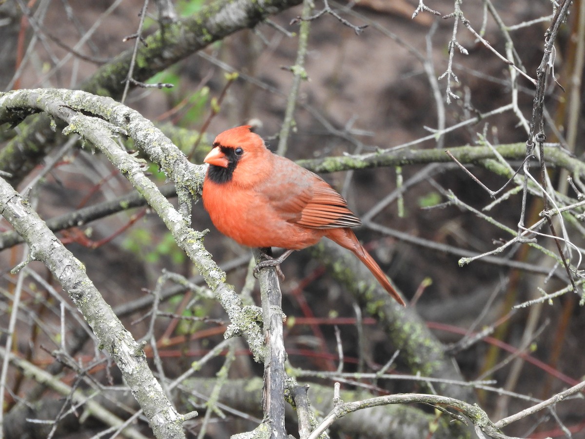 Northern Cardinal - stephanie meeuwse
