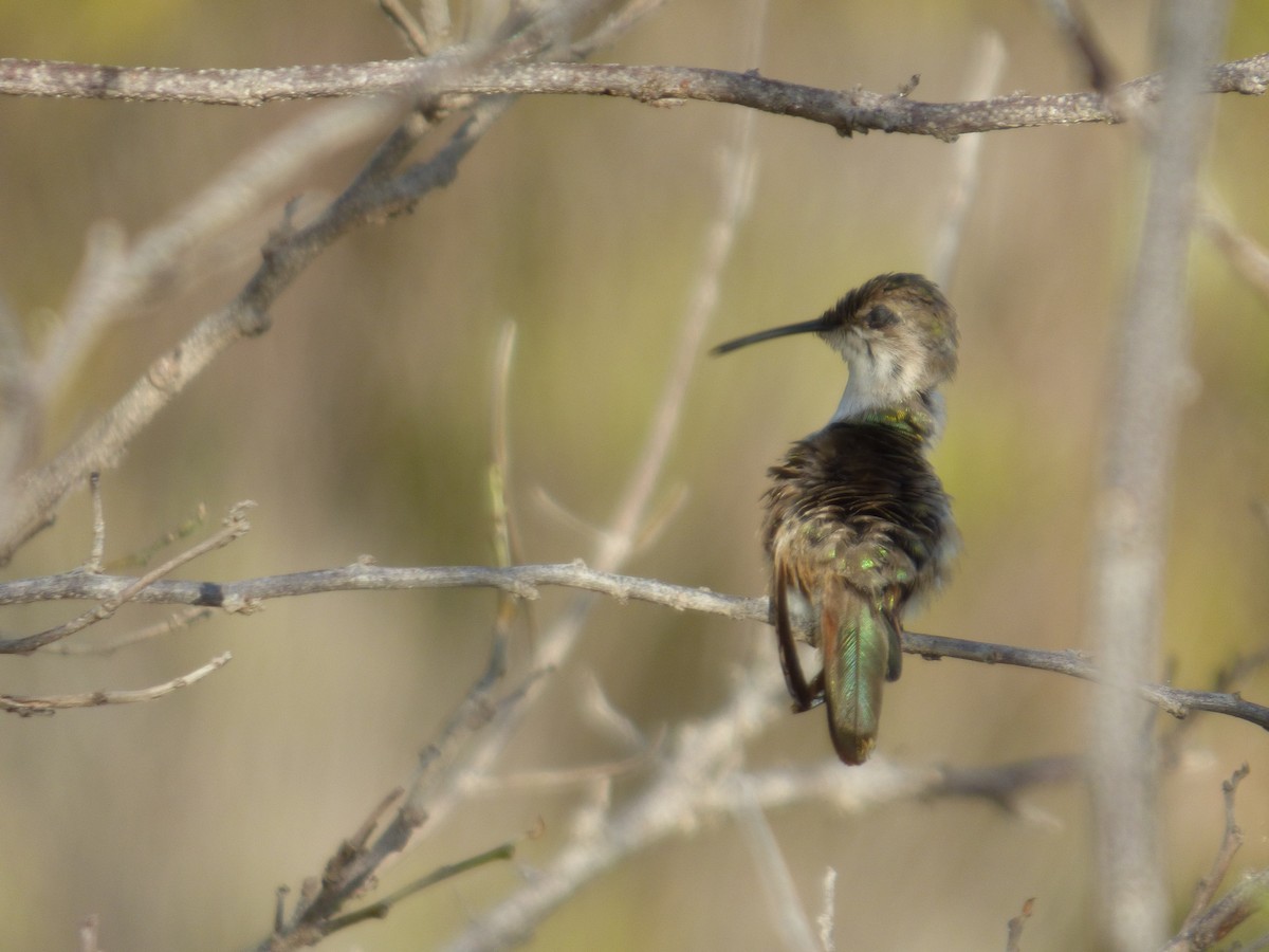 Inagua Woodstar - ML336066681
