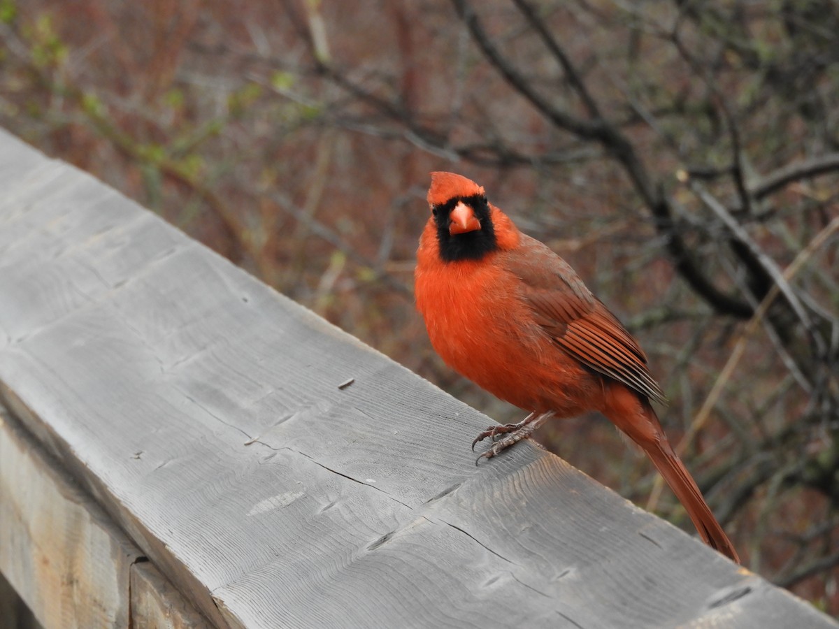 Northern Cardinal - stephanie meeuwse