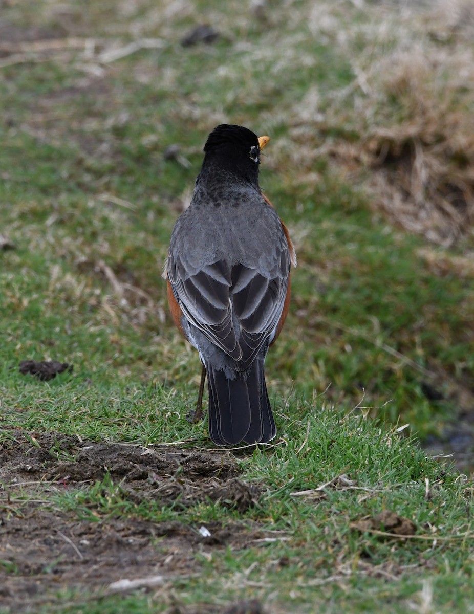 American Robin - ML336067821