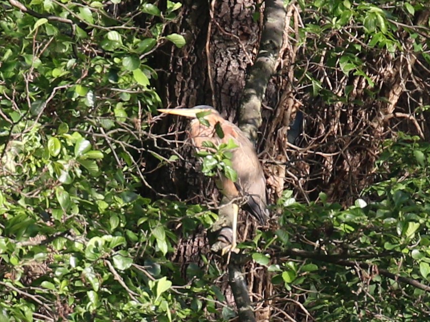 Purple Heron - ML336067971