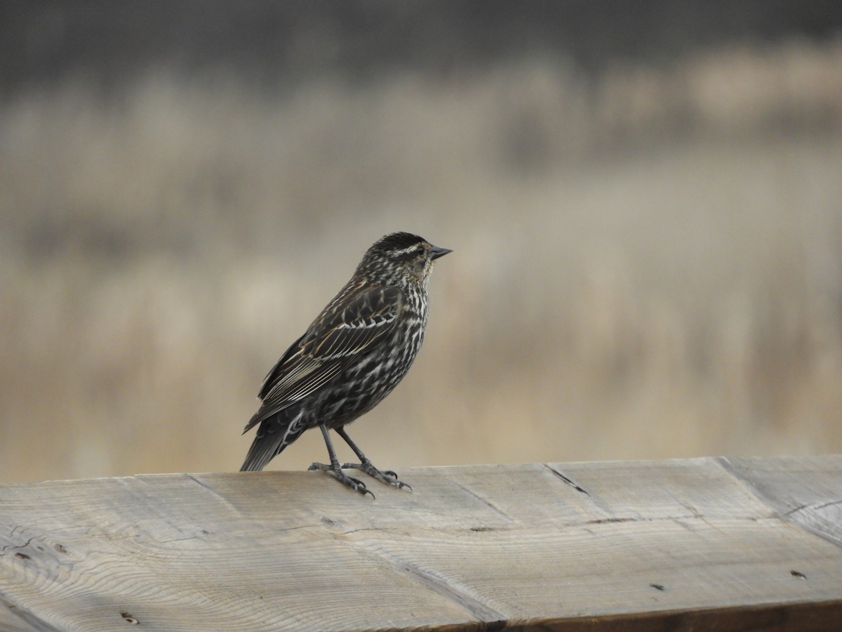 Red-winged Blackbird - stephanie meeuwse