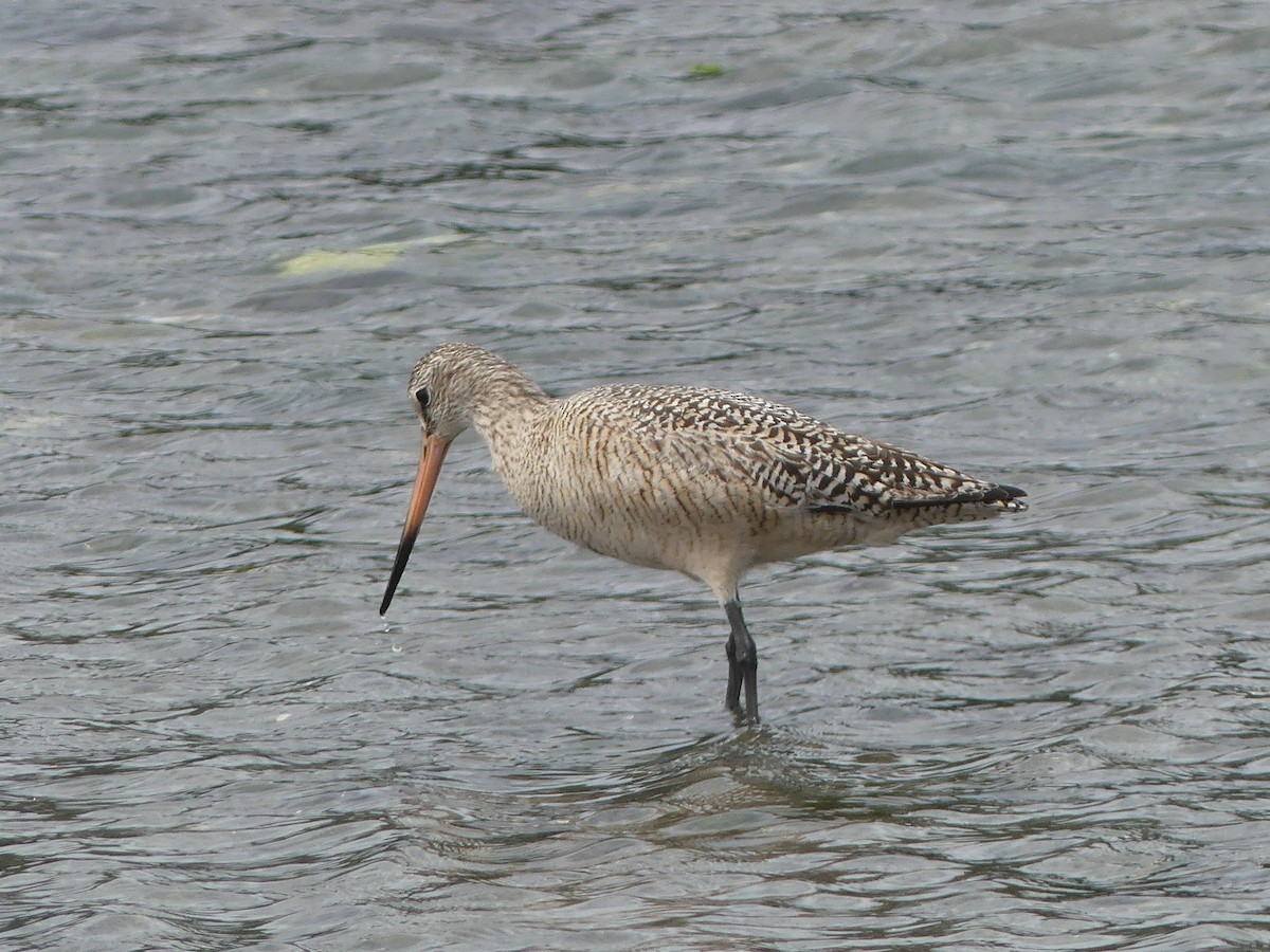 Marbled Godwit - ML336069091
