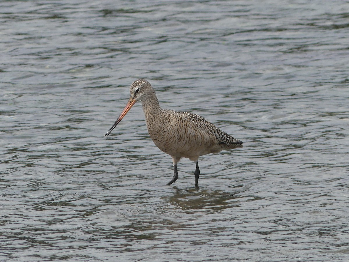 Marbled Godwit - ML336069101
