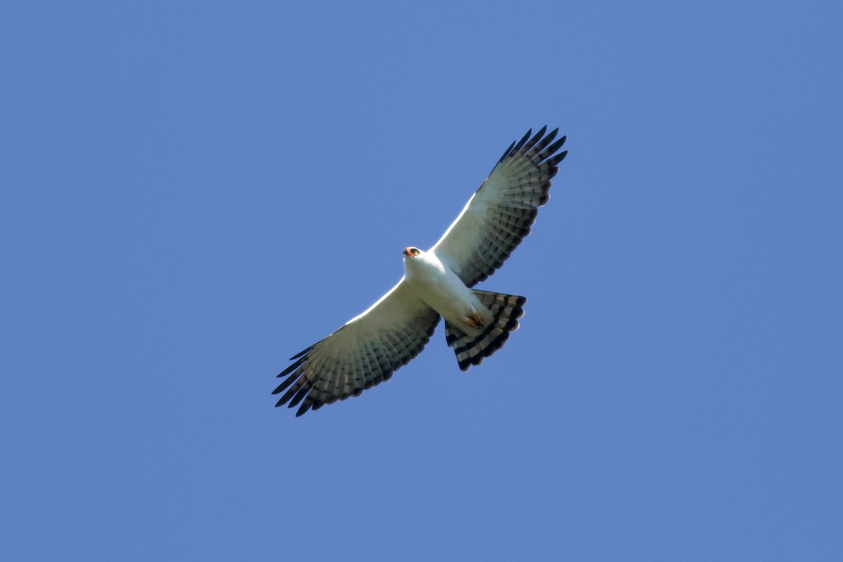 Black-and-white Hawk-Eagle - Sergio Seipke