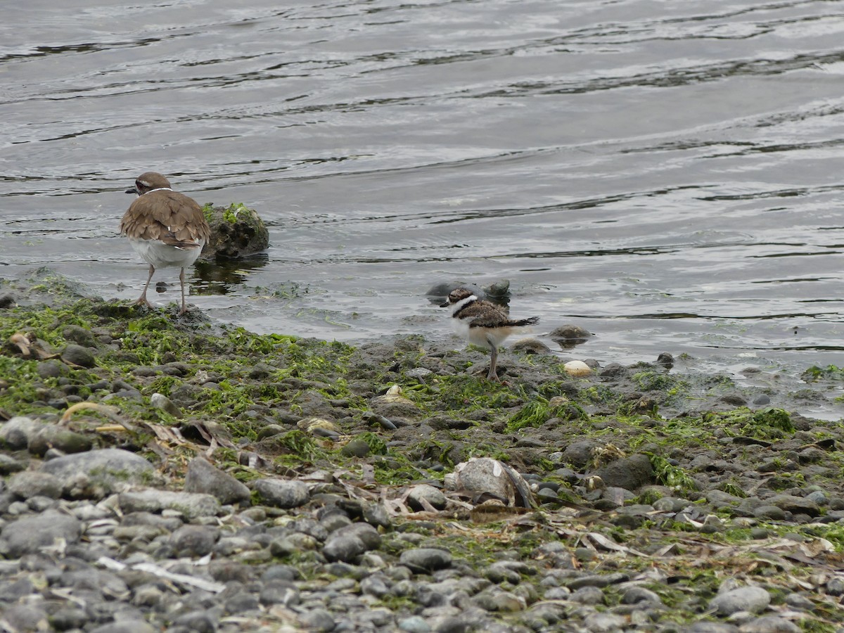 Killdeer - ML336069831